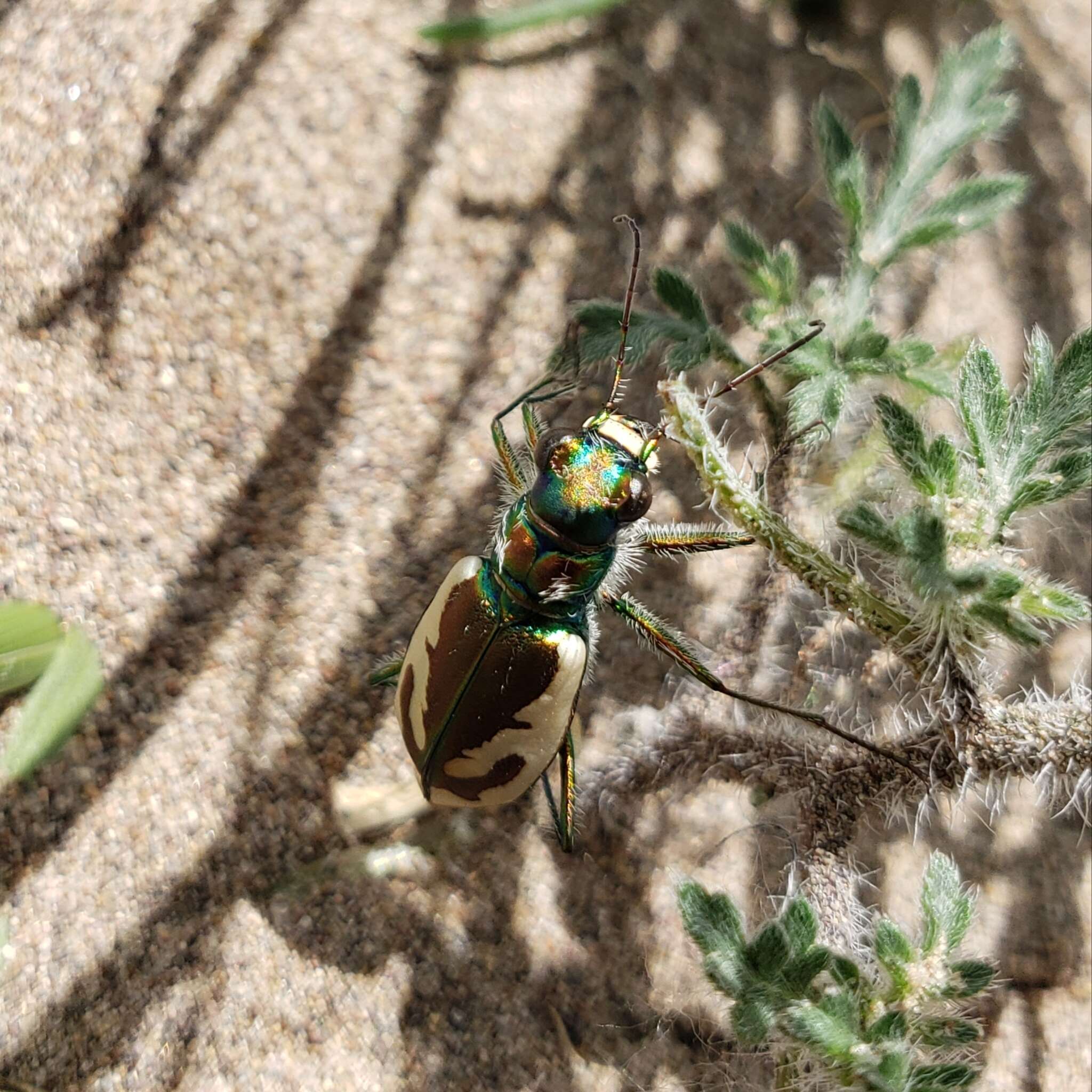 Image of Colorado Dune Tiger Beetle