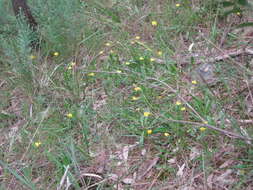 Imagem de Goodenia geniculata R. Br.