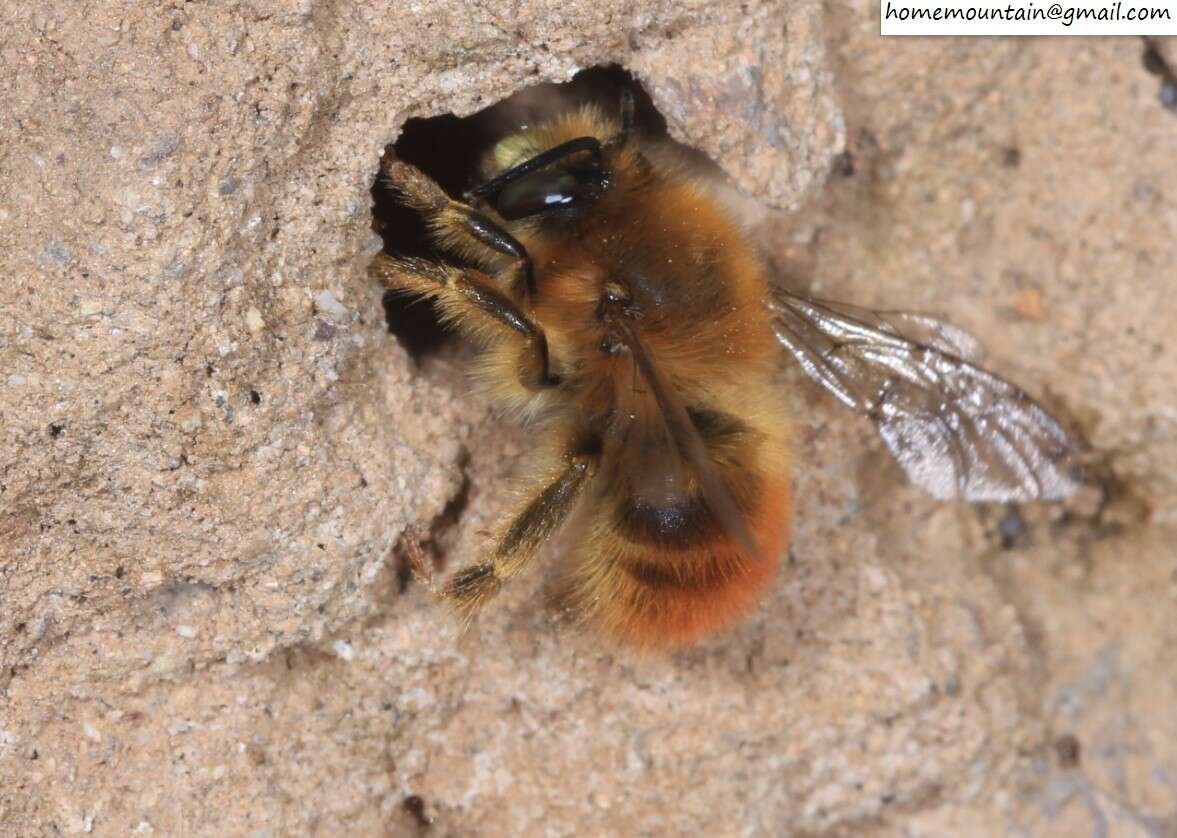 Image of Anthophora plagiata (Illiger 1806)