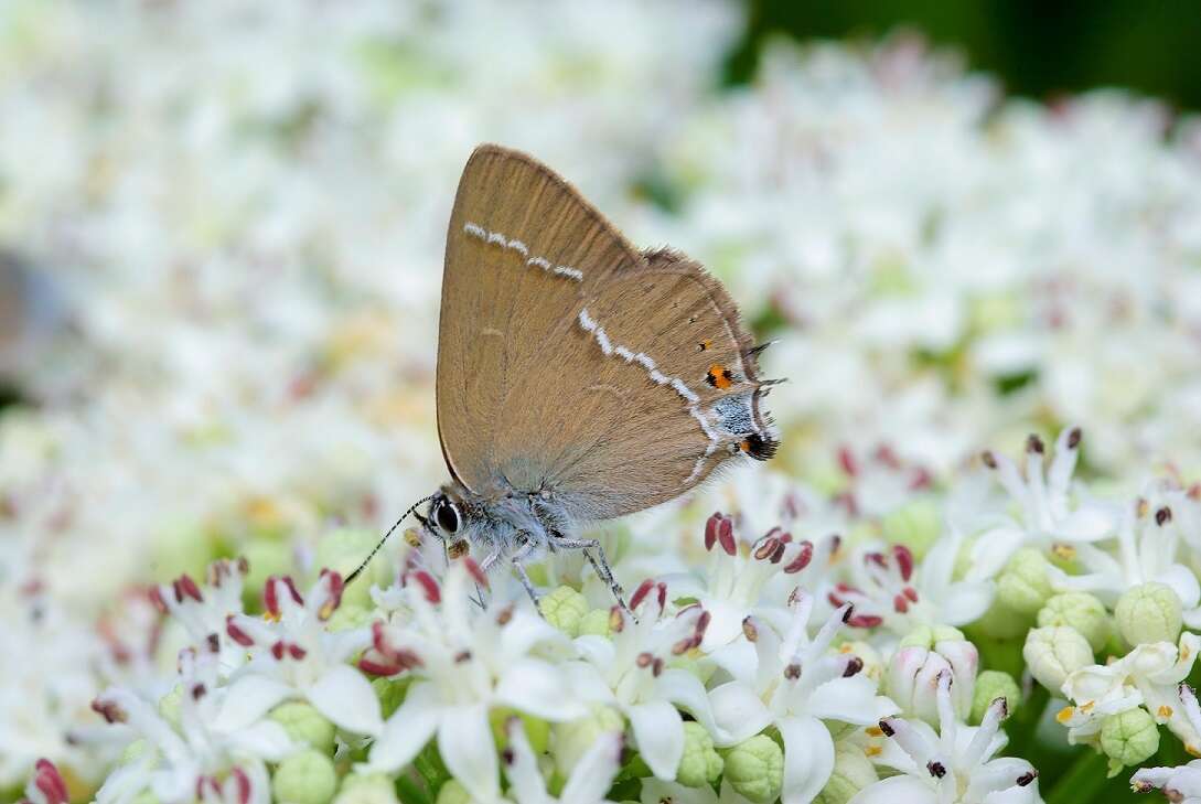 Satyrium spini (Denis & Schiffermüller 1775) resmi