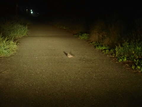 Image of Savanna Nightjar