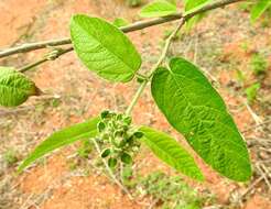 Image of Croton alamosanus Rose