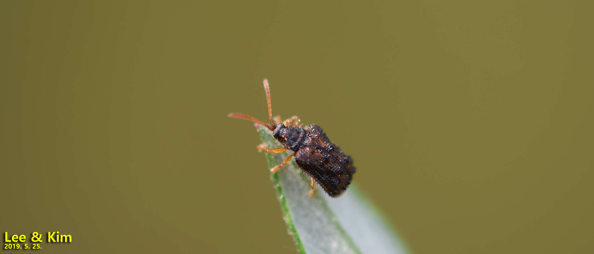 Image of Dactylispa angulosa (Solsky 1872)