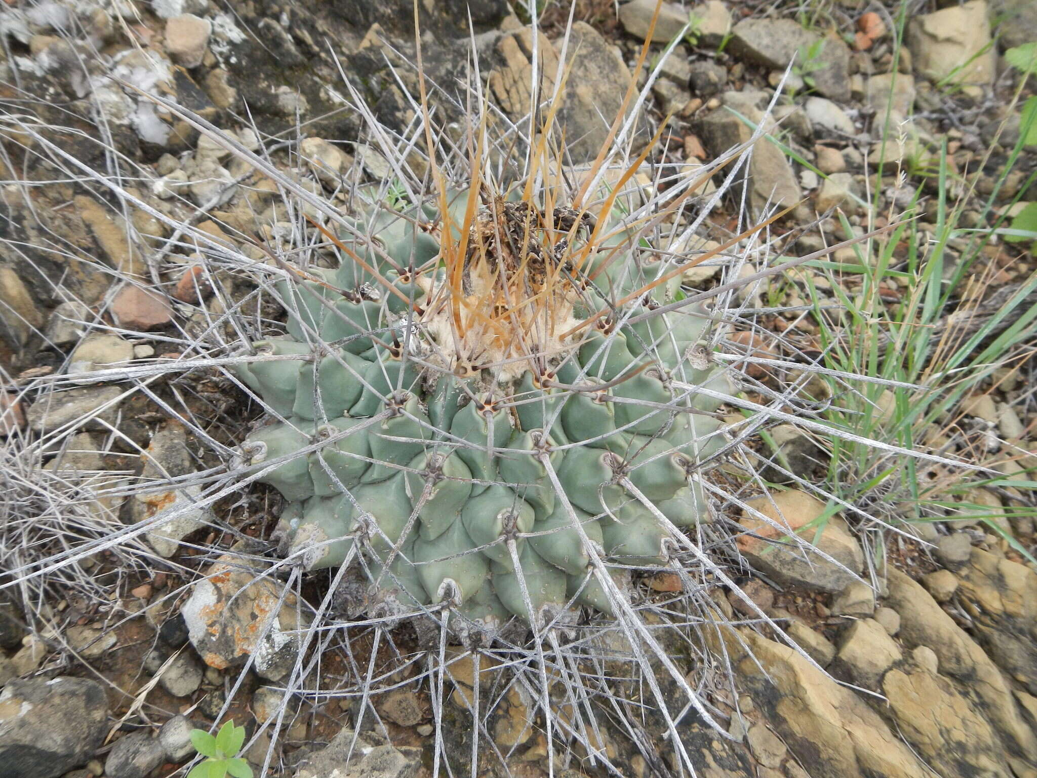 Image of Thelocactus rinconensis (Poselger) Britton & Rose