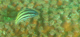 Image of Half-grey wrasse