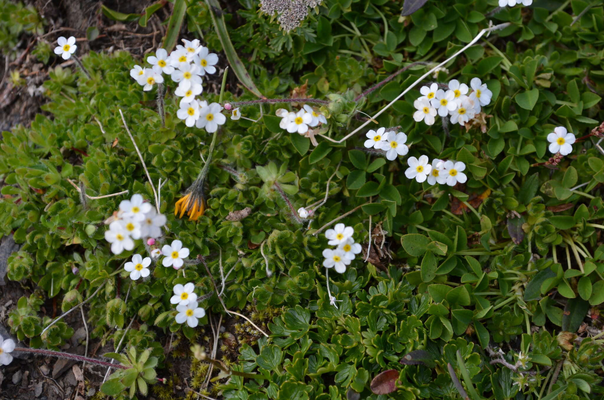 Image of Sweet-Flower Rock-Jasmine