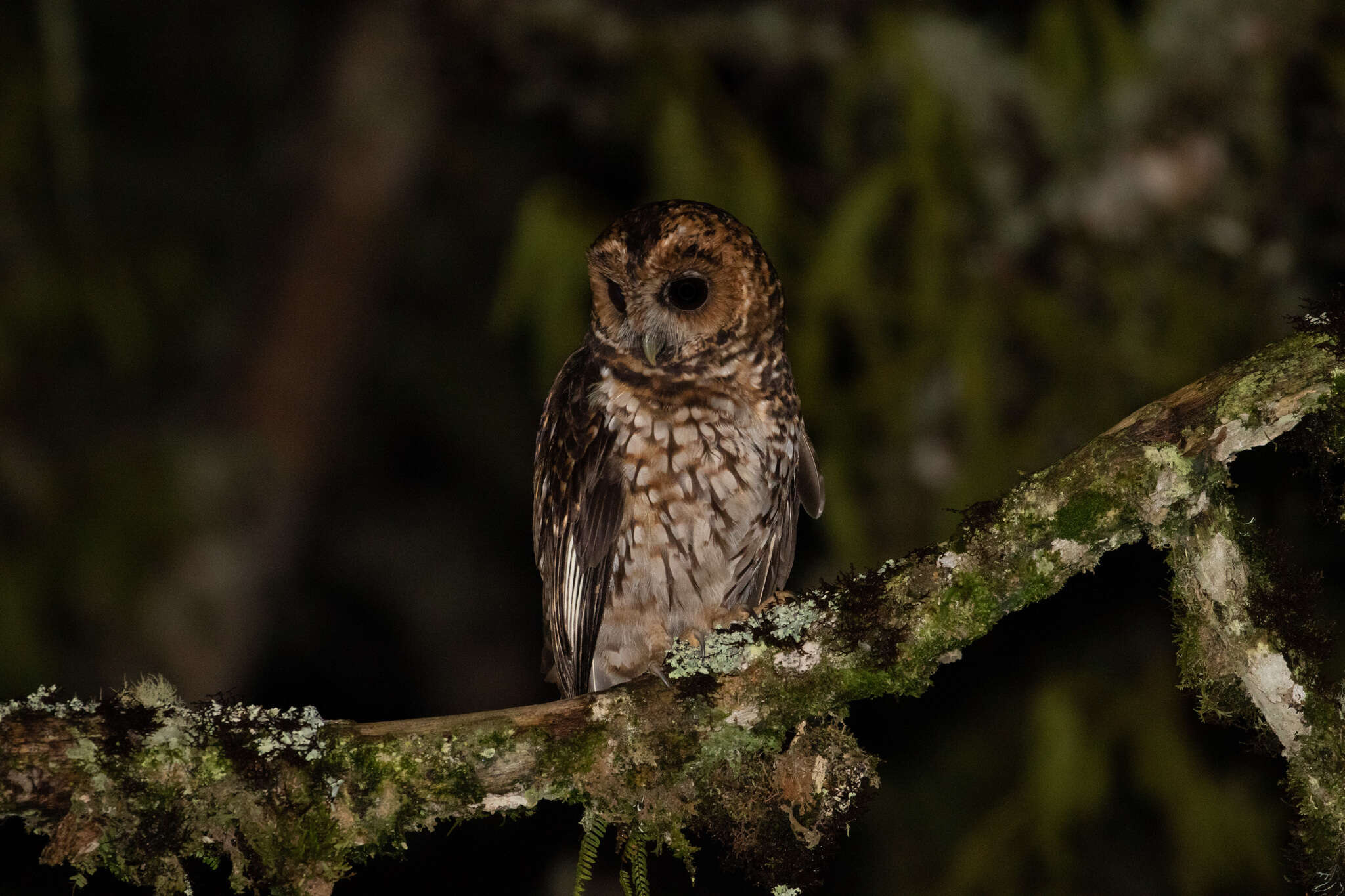 Image of Rufous-banded Owl