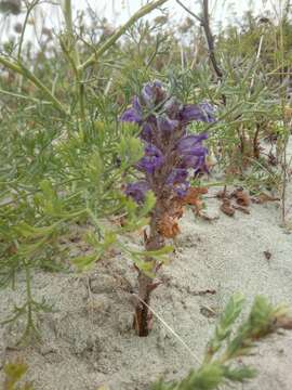 Image of Phelipanche arenaria (Borkh.) Pomel