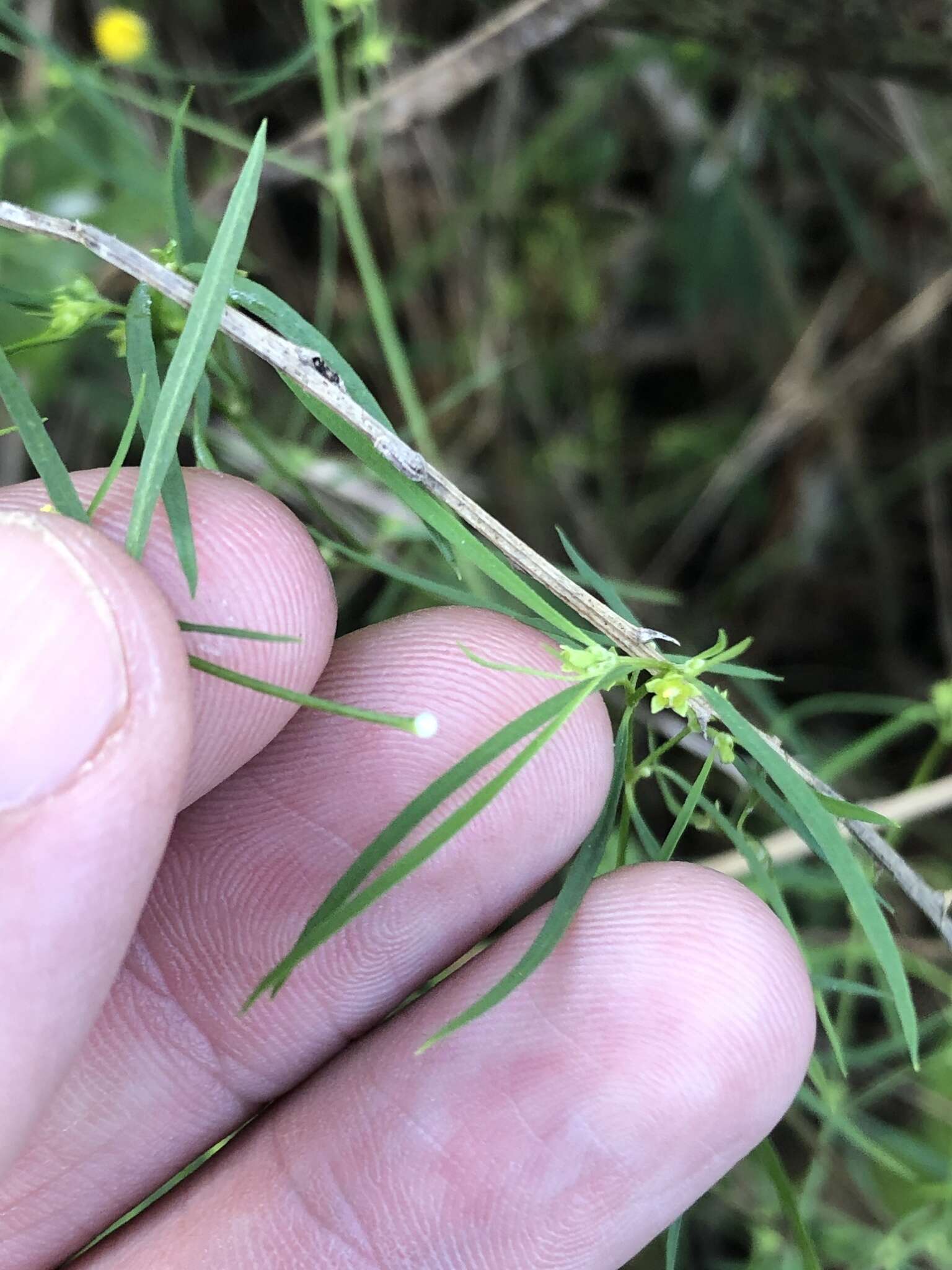 Image of sixangle spurge