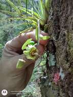 Image de Passiflora allantophylla Mast. ex J. D. Smith