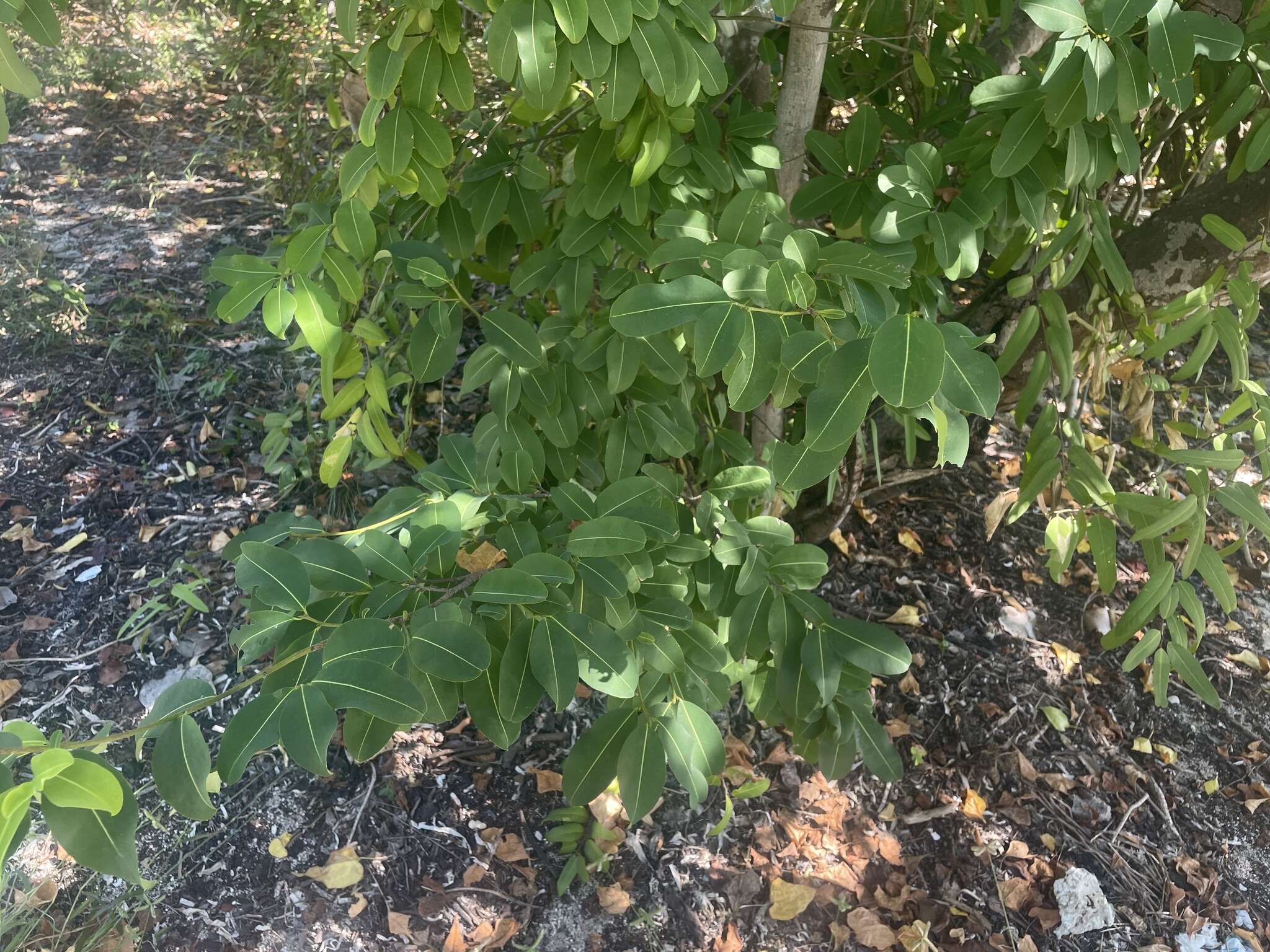 Image de Erythroxylum areolatum L.