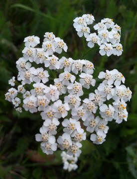 Image of common yarrow