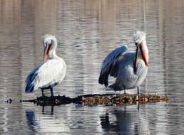 Image of Dalmatian Pelican