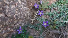 Campanula filicaulis Durieu resmi