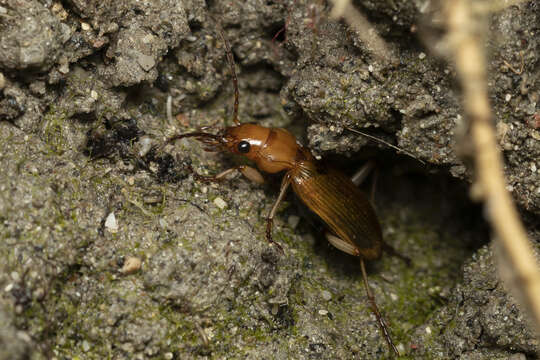 Image of Nebria (Tyrrhenia) testacea G. A. Olivier 1811