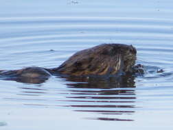 Image of Ondatra zibethicus (Linnaeus 1766)