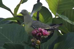 Plancia ëd Treron vernans (Linnaeus 1771)