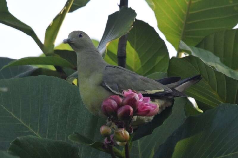 Image of Pink-necked Green Pigeon