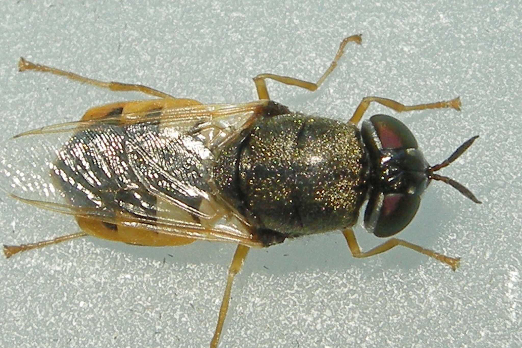 Image of Odontomyia virgo group