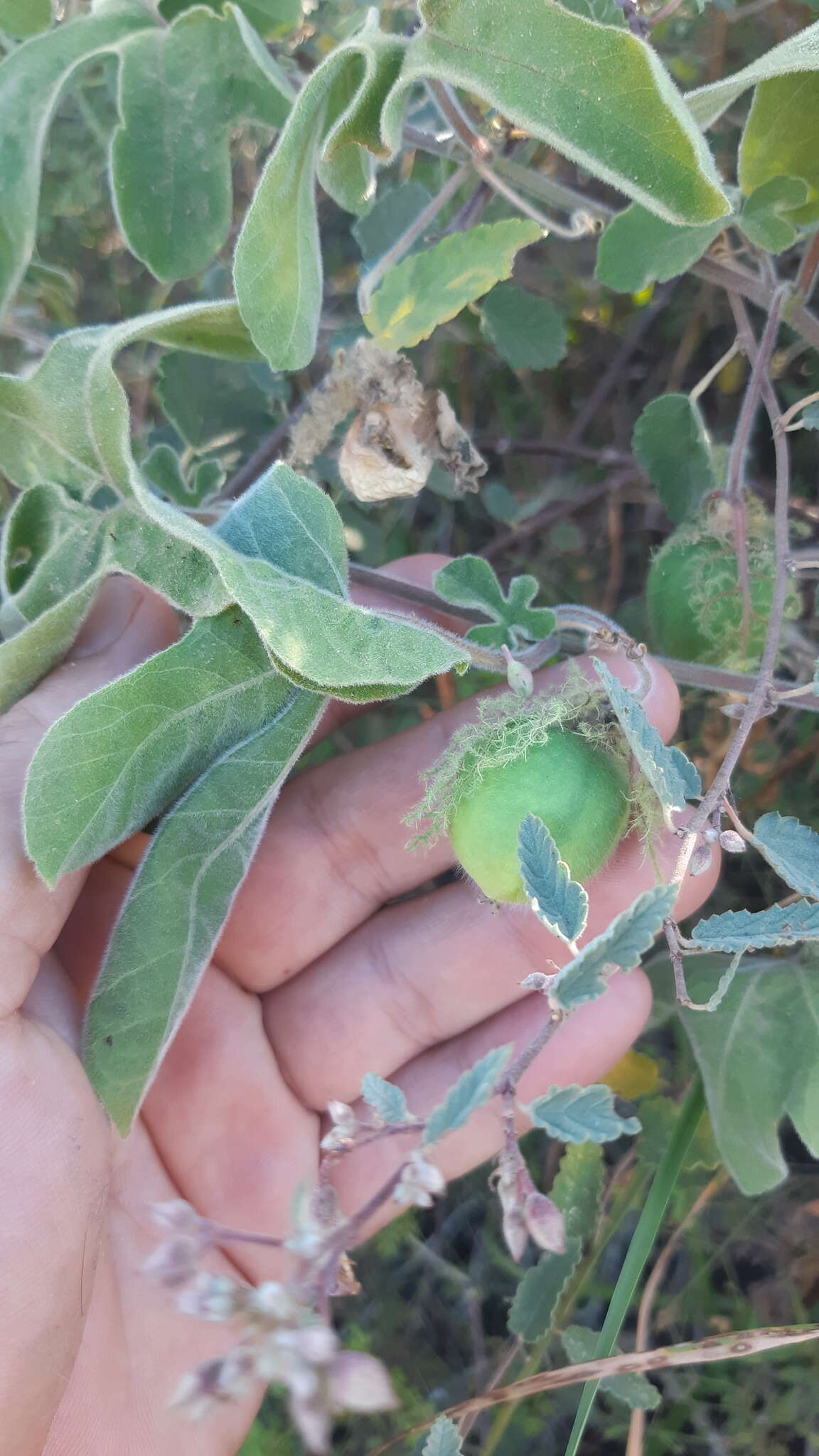 Image of Passiflora pentaschista