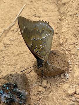 Image of Charaxes xiphares ludovici Rousseau-Decelle 1933