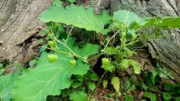 Image de Physalis longifolia var. subglabrata (Mackenzie & Bush) Cronq.