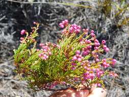 Image of Erica multumbellifera Tausch