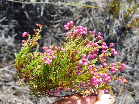 Image of Erica multumbellifera Tausch