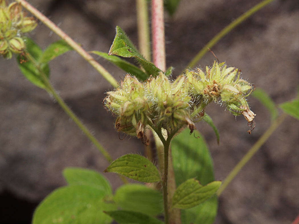 Image of Oregon phacelia