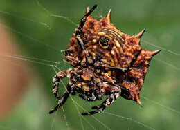 Image de Isoxya tabulata (Thorell 1859)