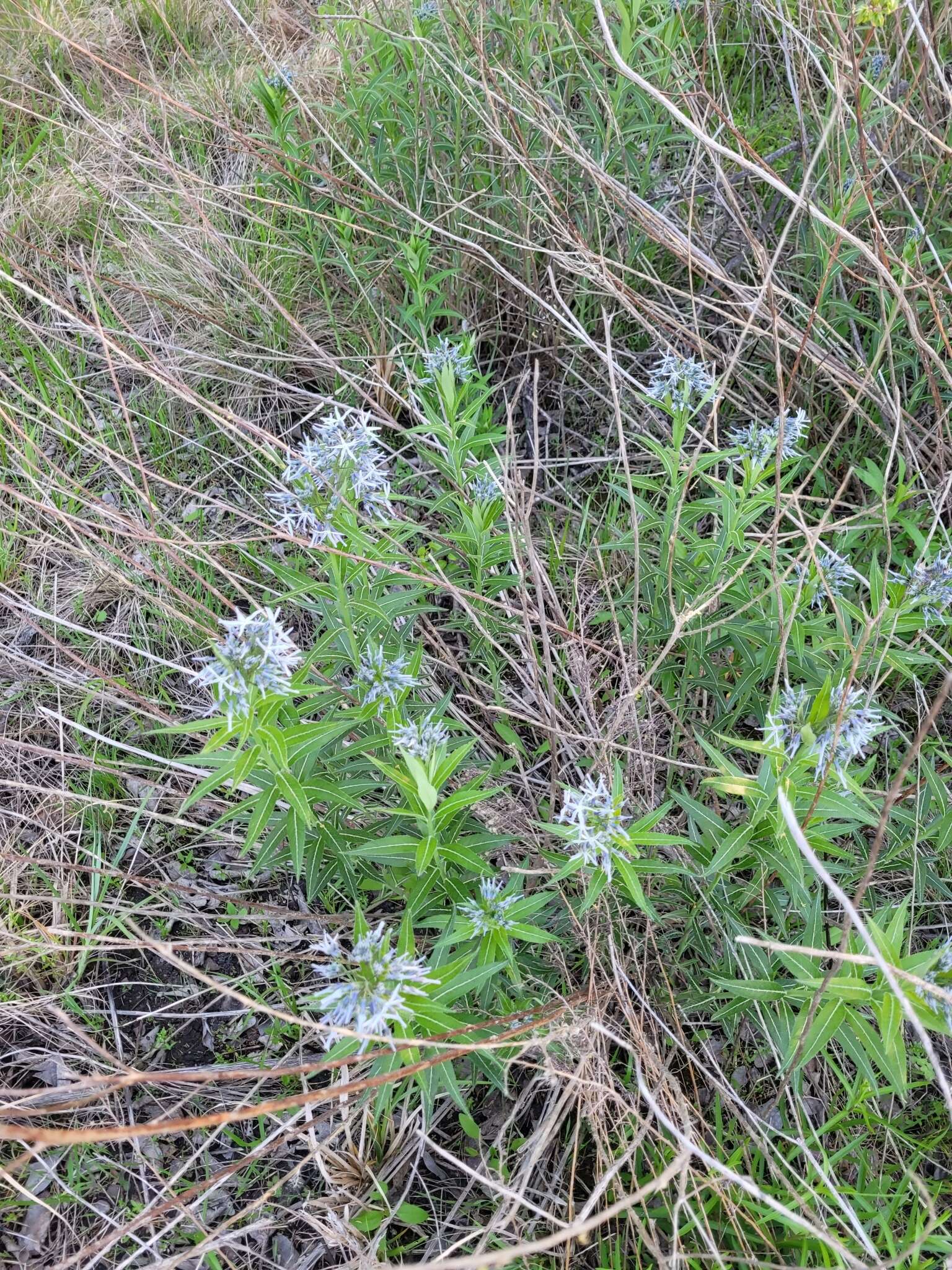 Plancia ëd Amsonia ciliata var. texana (A. Gray) J. M. Coult.