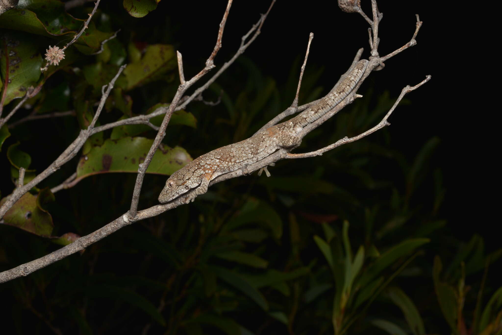 Image of Vieillard's Chameleon Gecko