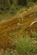 Image of Carex aterrima Hoppe