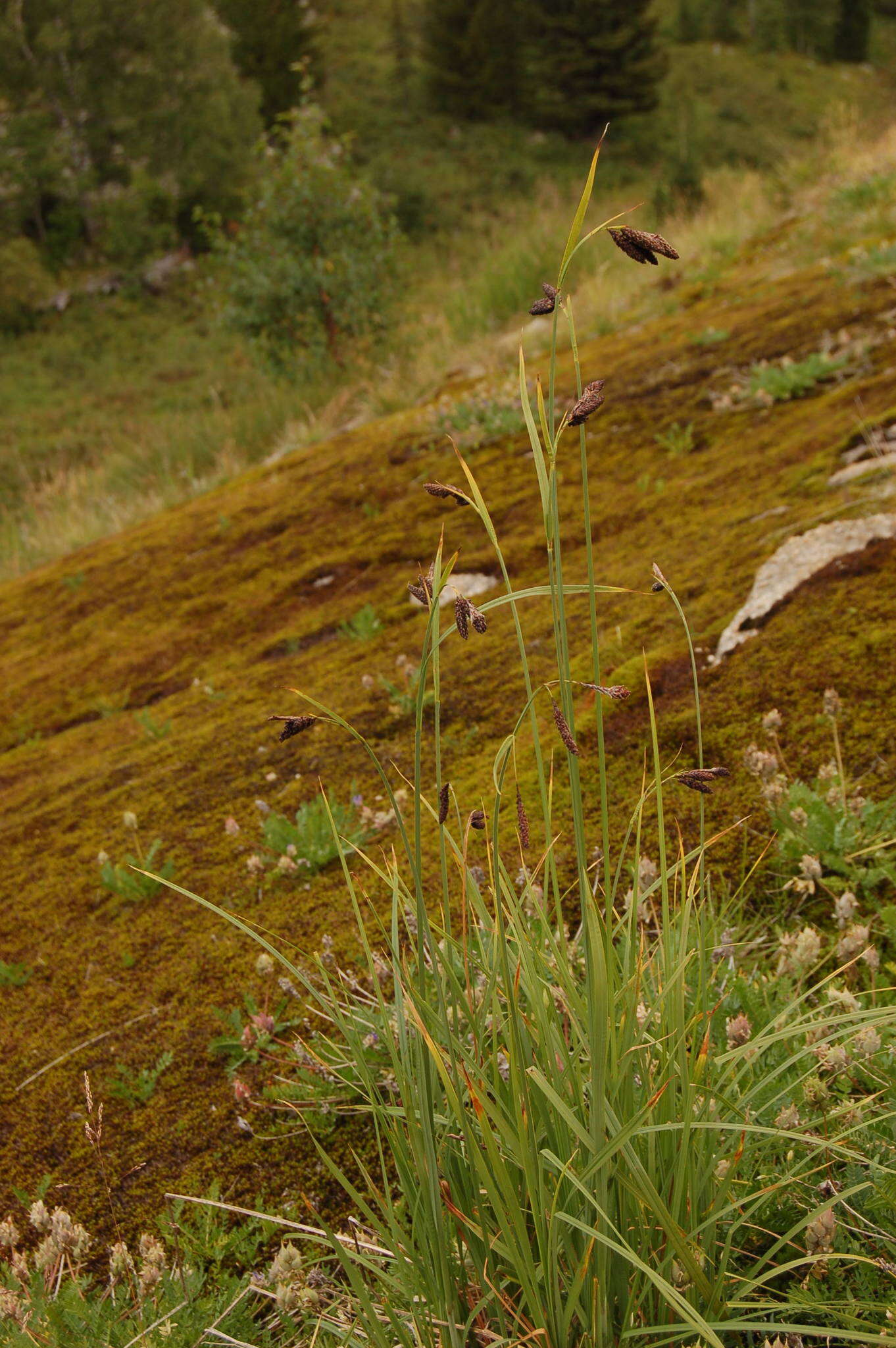 Image of Carex aterrima Hoppe