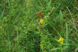 Image de Solidago spiraeifolia var. cuprea (Juz.) V. Yu. Barkalov