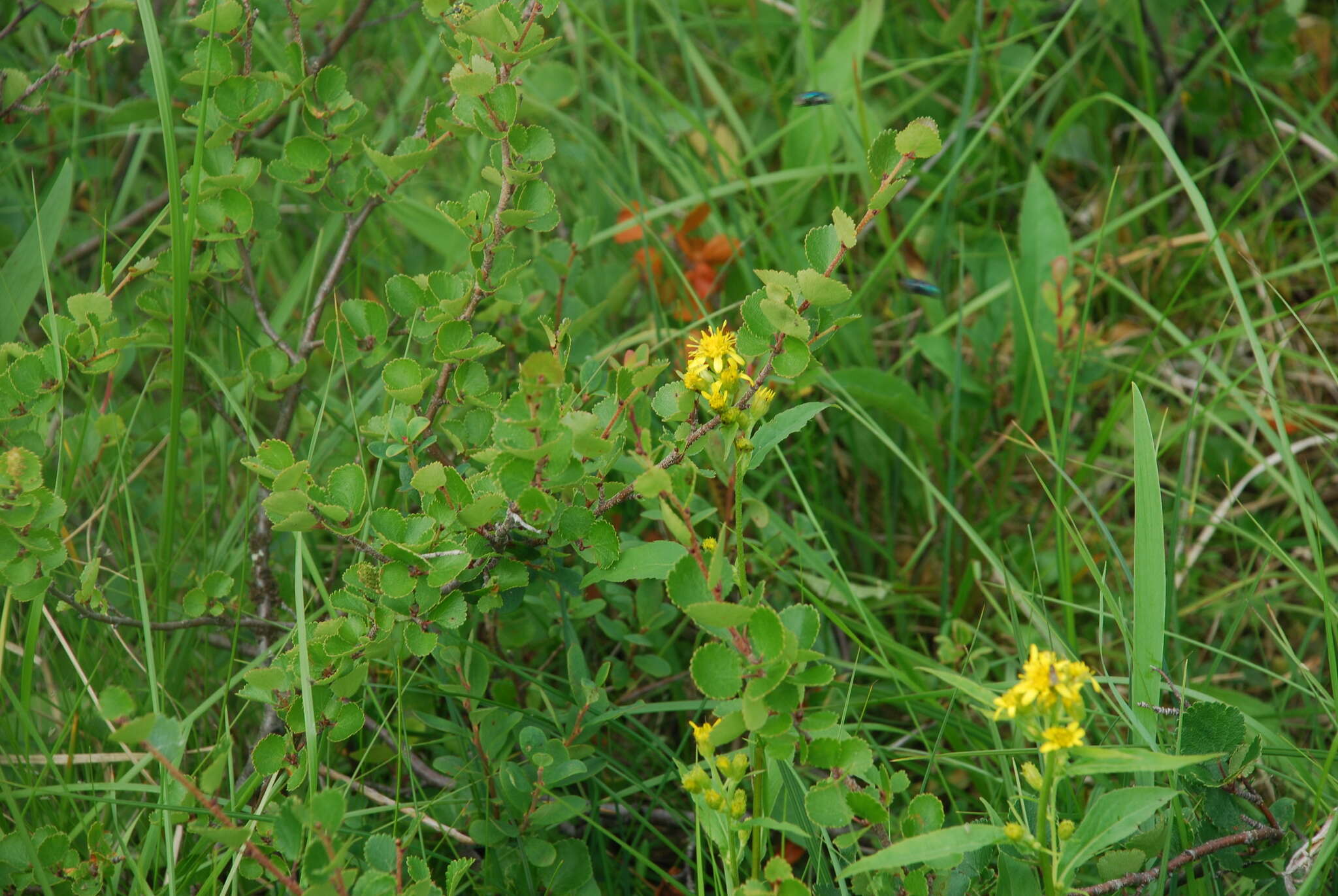 Image of Solidago spiraeifolia var. cuprea (Juz.) V. Yu. Barkalov