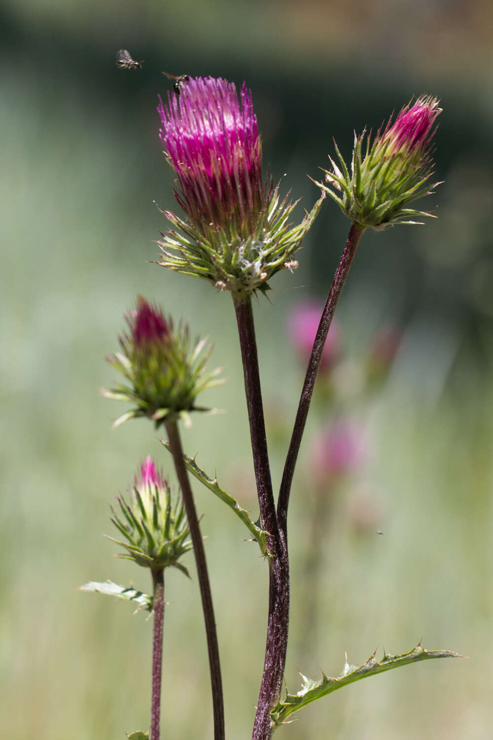 Imagem de Cirsium andersonii (A. Gray) Petr.