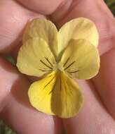 صورة Viola lutea subsp. sudetica (Willd.) W. Becker