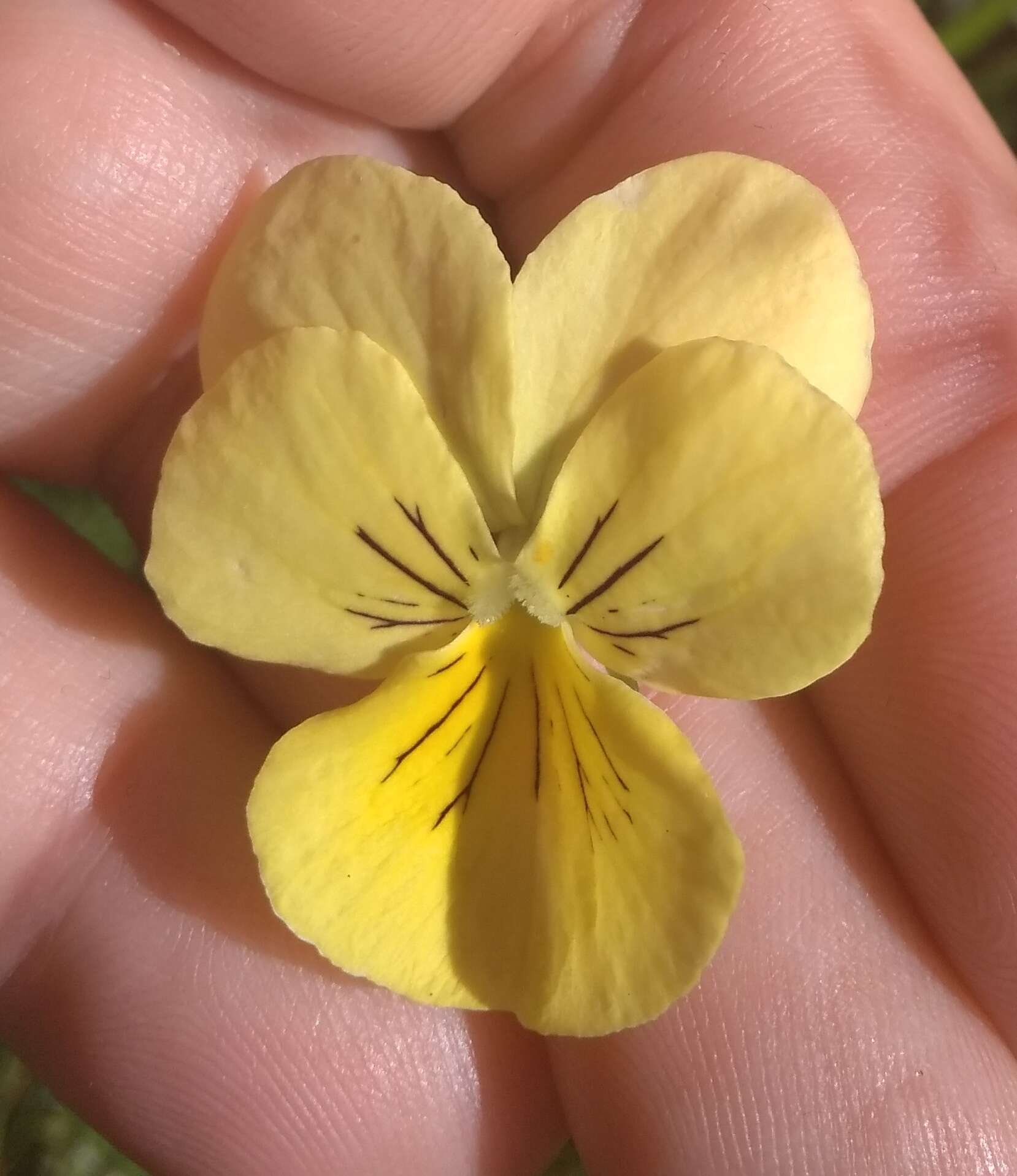 صورة Viola lutea subsp. sudetica (Willd.) W. Becker