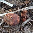 Image de Calvatia bicolor (Lév.) Kreisel 1992