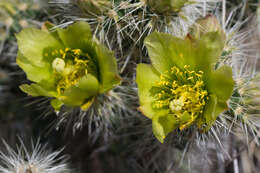 Image of Wiggins' cholla