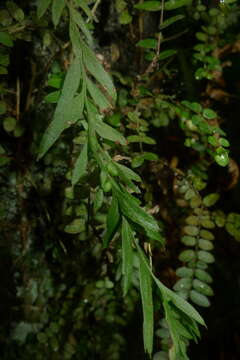 Image of Tmesipteris elongata Dangeard