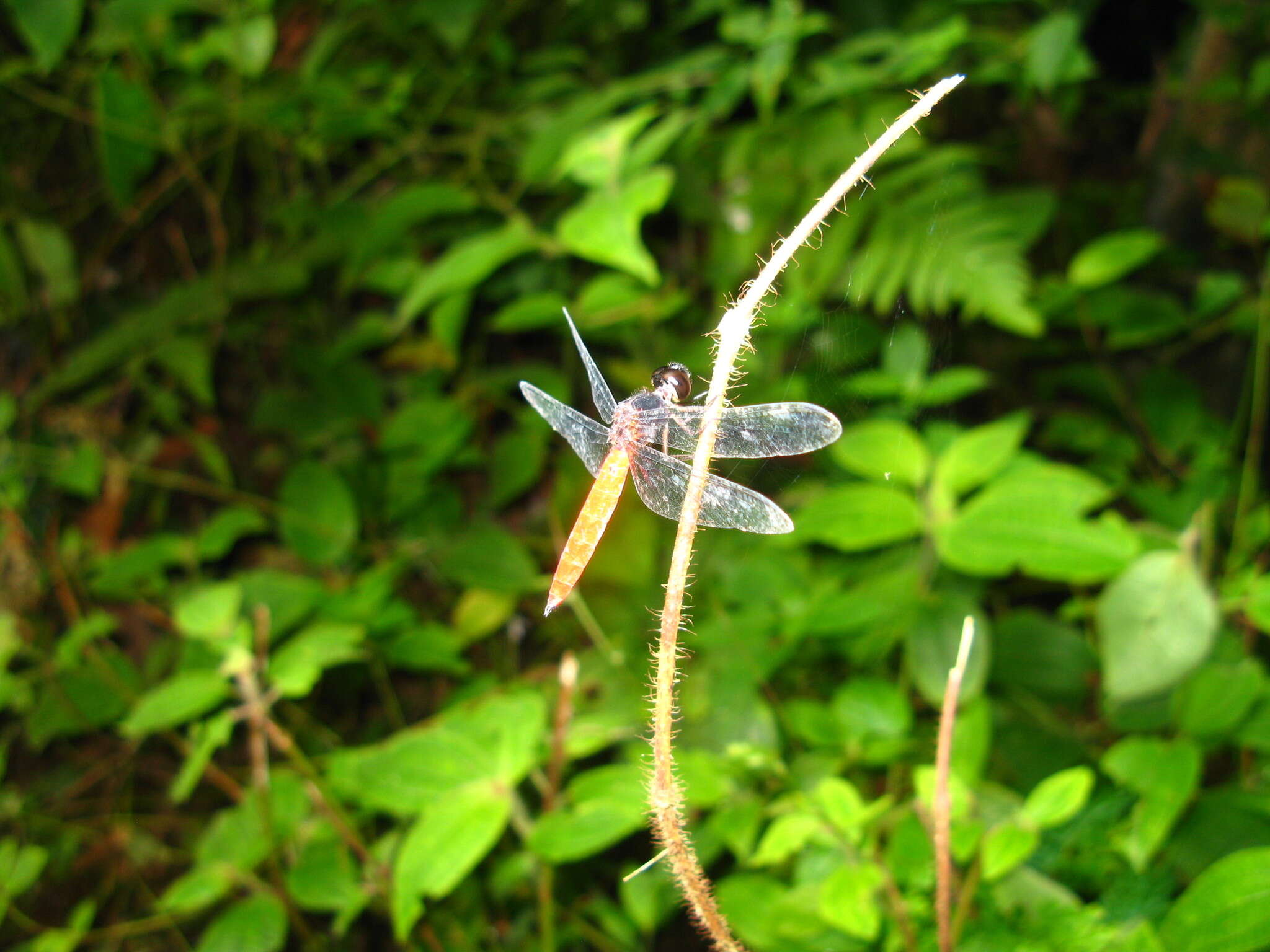 Image of Lyriothemis biappendiculata (Selys 1878)