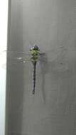 Image of Amazon Darner