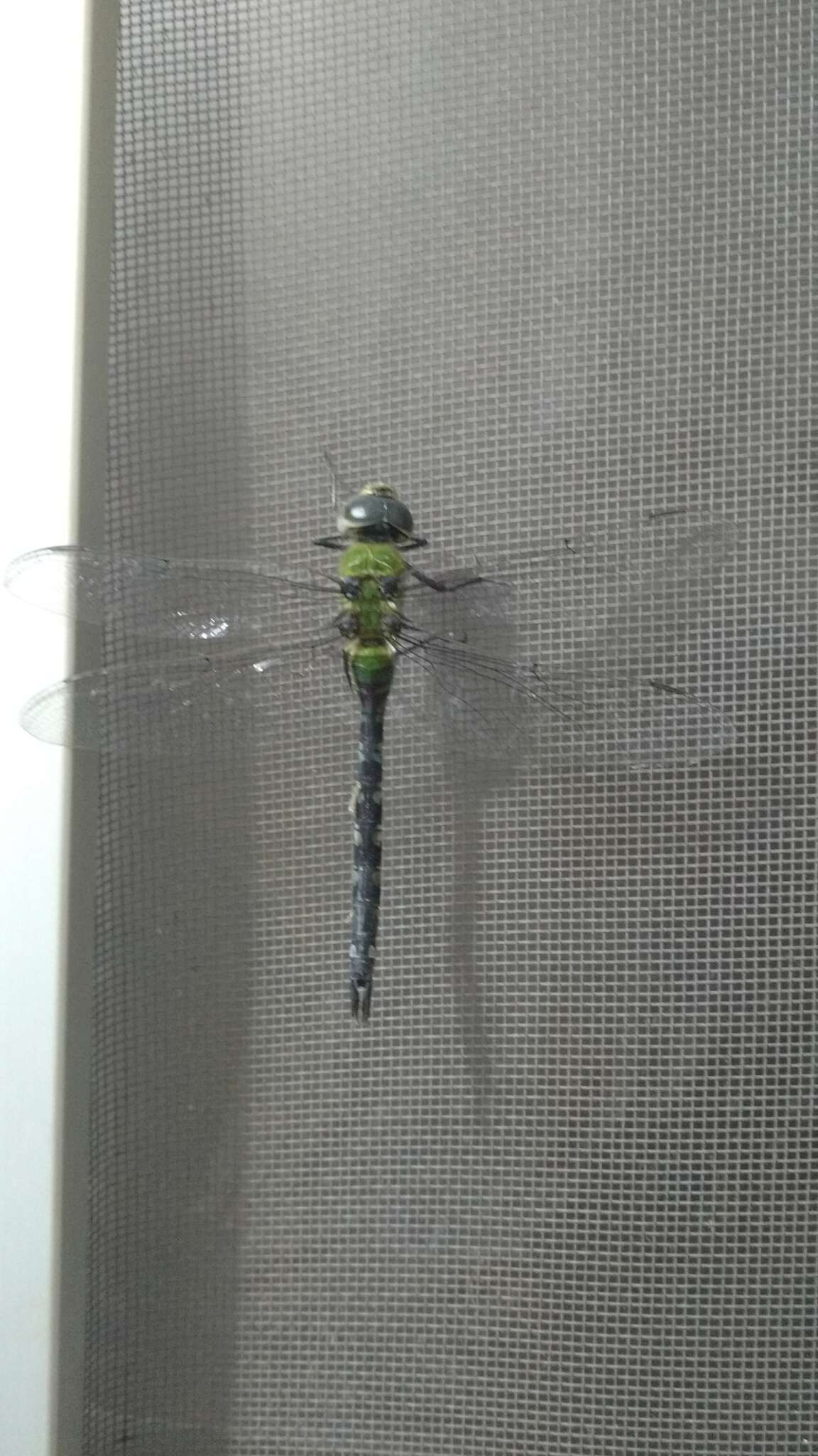 Image of Amazon Darner