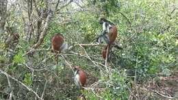 Image of Kirk's Red Colobus