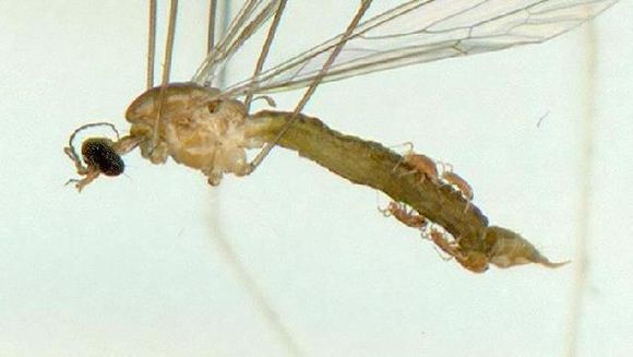 Image of Trentepohlia