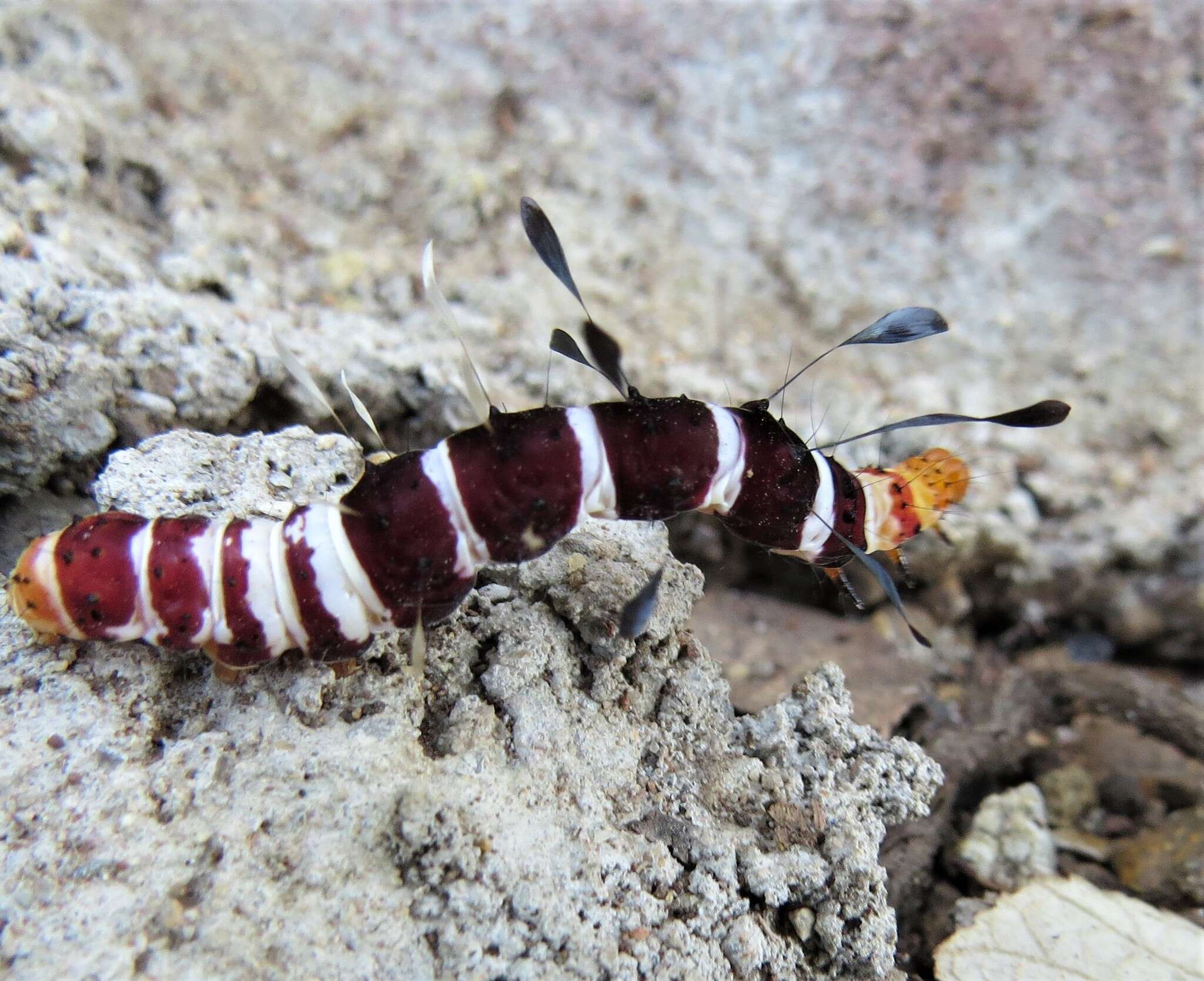 Plancia ëd Rhanidophora ridens Hampson 1902