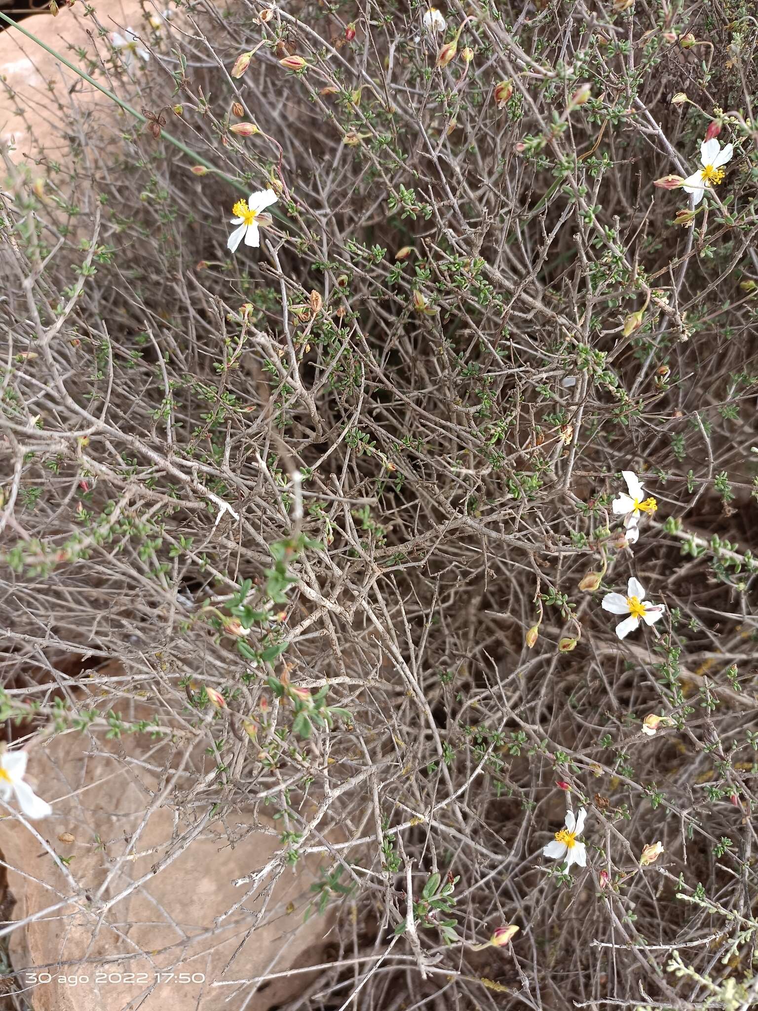 Image of Helianthemum almeriense Pau