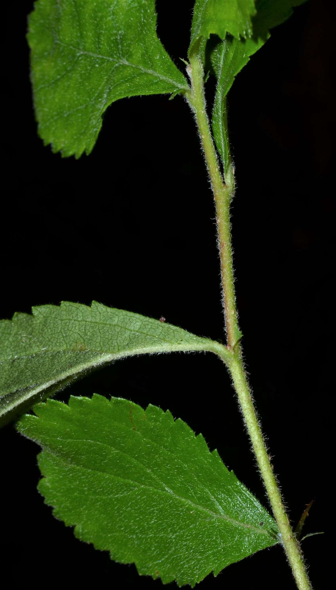 Image of dwarf hawthorn